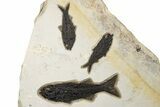 Multiple Fossil Fish (Mioplosus, Knightia & Diplomystus) Plate #306857-1